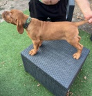 Bordeauxsk� doga �t��ata