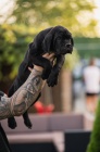 Cane Corso �t��ata