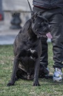 Cane Corso �t��ata