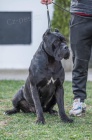Cane Corso �t��ata