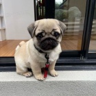 �t��ata mops� k adopci