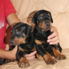 �teniatka dobermana.