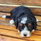 Prod�m zdrav� a o�kovan� mini �t��ata Bernedoodle.