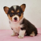 Pred�m kr�sne a anjelsk� �teniatka Pembroke Welsh Corgi.
