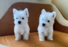 Pred�m mini �teniatka West Highland White Terriers