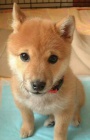 �T��ATA MINI SHIBA INU