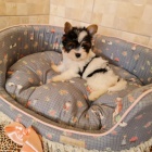 Pred�m �teniatka biewer yorkie