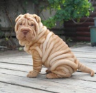 �t��ata o�kovan� shar-pei.