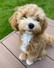 �t��ata Maltipoo