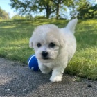 �t��ata bi�onka jsou k dispozici a p�ipravena k prodeji.