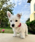 Pred�m mini �teniatka West Highland White Terriers