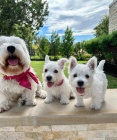 Pred�m mini �teniatka West Highland White Terriers