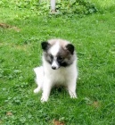 N�meck� spic st�edn� strako�  s PP FCI