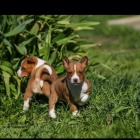 Prod�m kr�sn� o�kovan� a od�erven� �t���tka Basenji