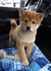 �T��ATA MINI SHIBA INU