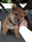 �T��ATA MINI SHIBA INU