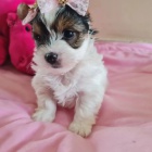 Pred�m �teniatka biewer yorkie