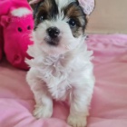 Pred�m �teniatka biewer yorkie