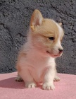 Pembroke Welsh Corgi �t��ata