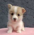 Pembroke Welsh Corgi �t��ata