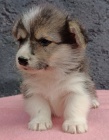 Pembroke Welsh Corgi �t��ata