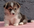 Pembroke Welsh Corgi �t��ata