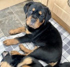 Rotvajler �t��ata s PP