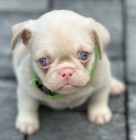 R��ov� mopsl�ci