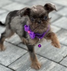 Brussels Griffon same�ci �t��ata na prodej