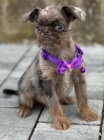 Brussels Griffon same�ci �t��ata na prodej