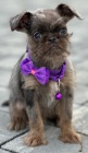 Brussels Griffon same�ci �t��ata na prodej