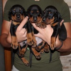 Prod�m zdrav� �t��ata dobrmana