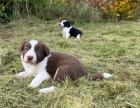 Prod�m �t��ata border kolie