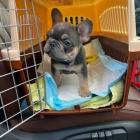 �teniatka franc�zskeho buldo�ka.