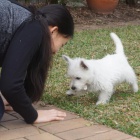 Pred�m mini �teniatka West Highland White Terriers