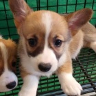 �teniatka Pembroke Welsh Corgi.