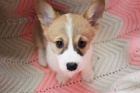 �teniatka Pembroke Welsh Corgi.