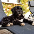 �t��ata portugalsk�ho vodn�ho psa