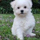 �t��ata bi�onka