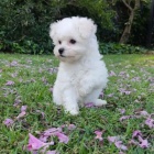 �t��ata bi�onka