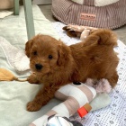 �t��ata Maltipoo