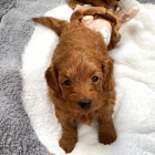 �t��ata Maltipoo