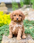 �t��ata Cavapoo mini.