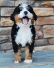 �t��ata Bernedoodle.