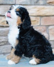 �t��ata Bernedoodle.
