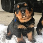 miniaturn� �t���tka rotvajlera.