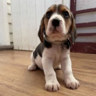 �t��ata b�gla