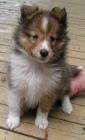 �t��ata Sheltie