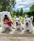 �t��ata West Highland White Terrier