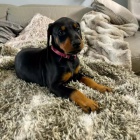 Prod�m zdrav� �t��ata dobrmana